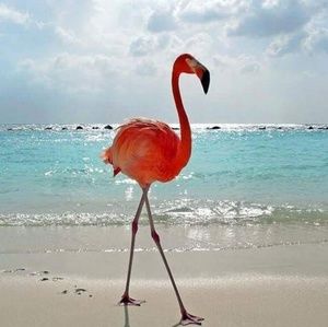 Meet your Posher, Vicky